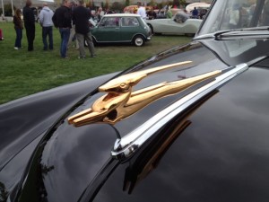 Golden Gazelle hood ornament on a 1951 Chevrolet (photo: Gene Stout)