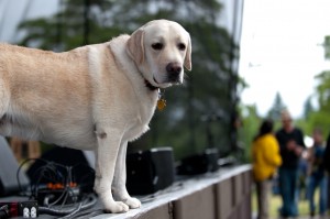 s-dog-photo-jim-bennett Steve Martin's dog Wally (photo: Jim Bennett)