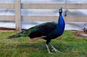 Peacock at Chateau Ste. Michelle (photo: Jim Bennett)